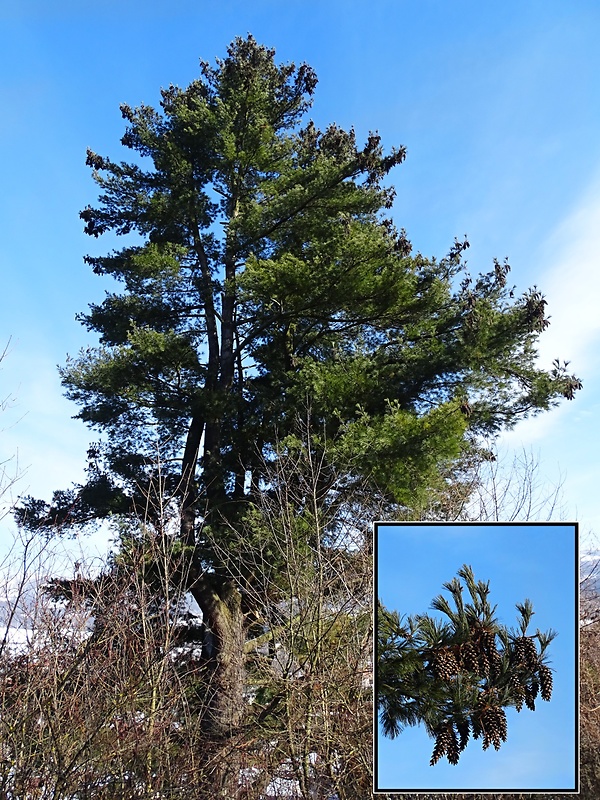 borovica hladká (vejmutovka) Pinus strobus L.