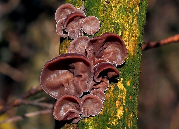 uchovec bazový Auricularia auricula-judae (Bull.) Quél.