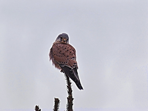 sokol myšiar   /   poštolka obecná Falco tinnunculus Linnaeus, 1758