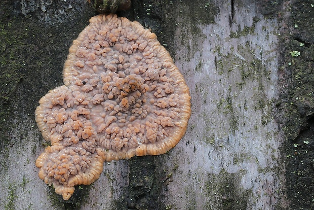 žilnačka oranžová Phlebia radiata Fr.