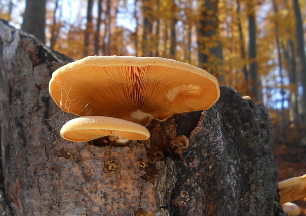 hlivník hniezdovitý Phyllotopsis nidulans (Pers.) Singer