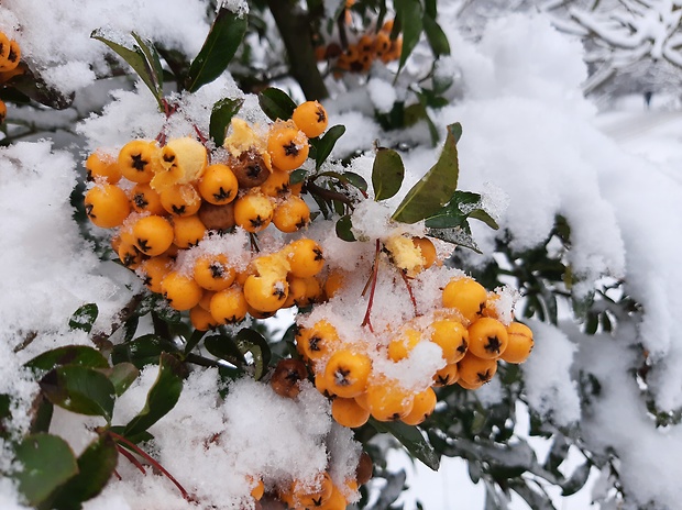 hlohyňa šarlátová Pyracantha coccinea M. Roem.