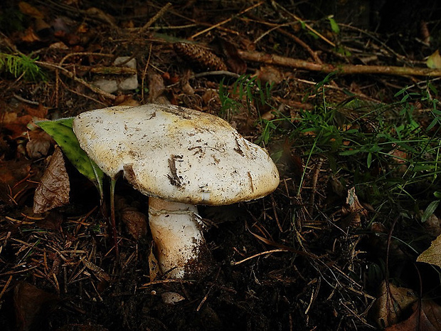 pečiarka hájová Agaricus sylvicola (Vittad.) Peck