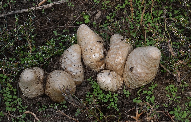 strieška bedľovitá Chlorophyllum agaricoides (Czern.) Vellinga