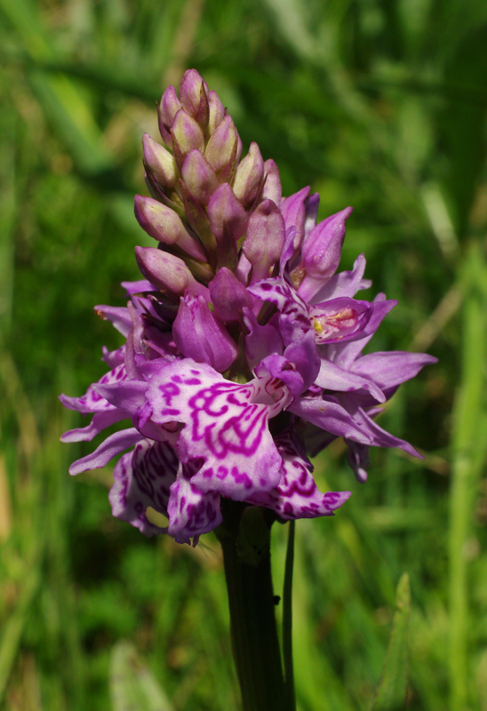 vstavačovec braunov Dactylorhiza × braunii