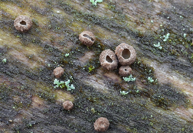 zamatovka olivová Velutarina rufo-olivacea (Alb. & Schwein.) Korf