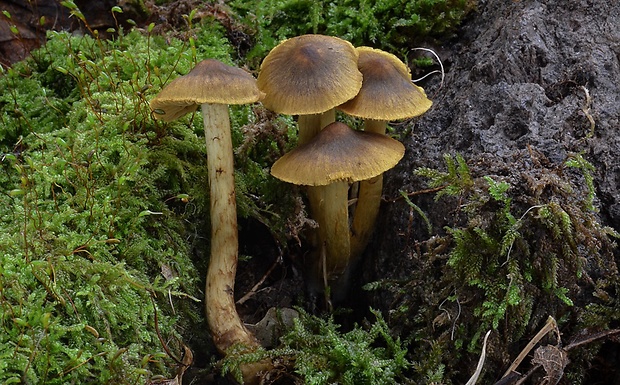 pavučinovec Cortinarius sp.