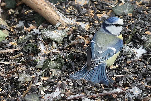 sýkorka belasá Cyanistes caerules