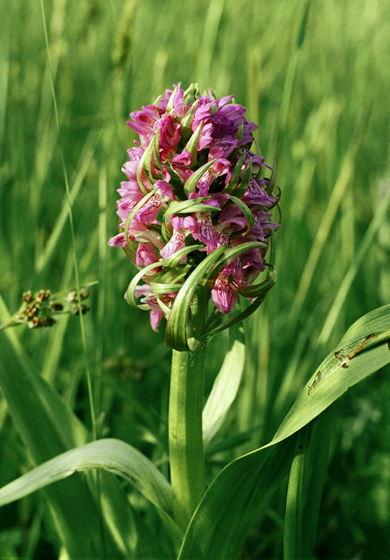 vstavačovec májový pravý Dactylorhiza majalis subsp. majalis (Reincherb.) Hunt & Summerh.