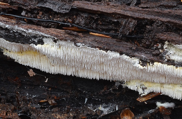 zubáčik krehký Dentipellis fragilis (Pers.) Donk