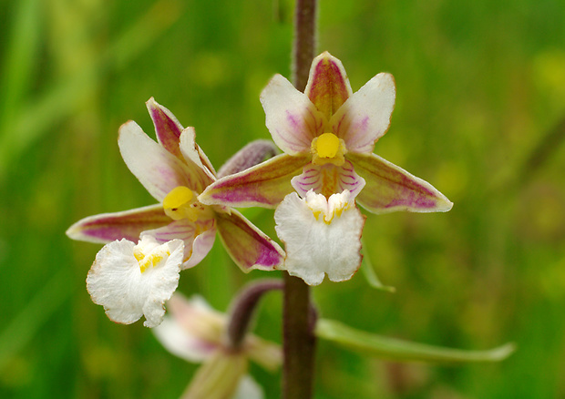 kruštík močiarny Epipactis palustris (L.) Crantz