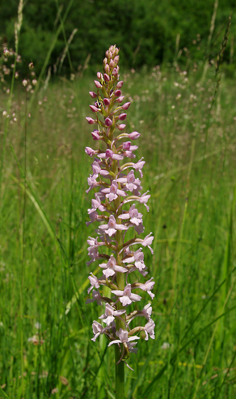 päťprstnica obyčajná Gymnadenia conopsea (L.) R. Br.