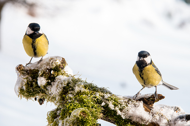 sýkorka bielolíca Parus Majur