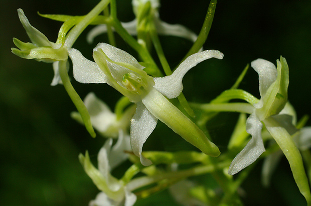 vemenník dvojlistý Platanthera bifolia (L.) Rich.