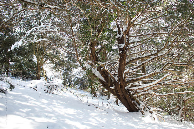zima v starej tisine na Detling Hill Taxus baccata