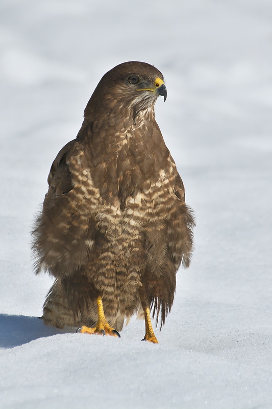 myšiak hôrny  Buteo buteo