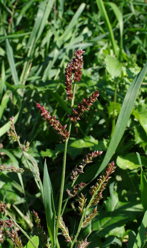 ježatka kuria Echinochloa crus-galli (L.) P. Beauv.