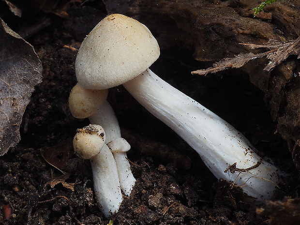 hodvábnica jarná Entoloma clypeatum (L.) P. Kumm.