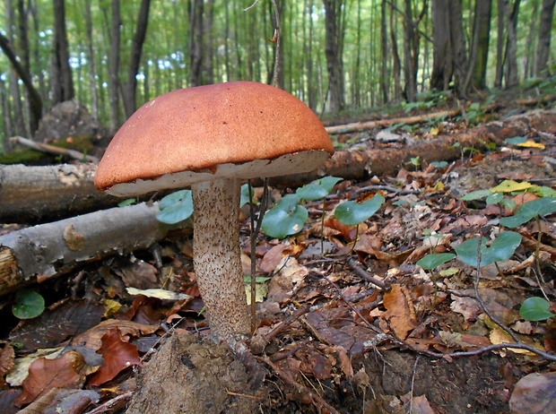 kozák osikový Leccinum albostipitatum den Bakker & Noordel.