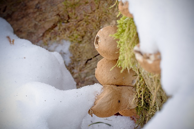 prášnica hruškovitá Lycoperdon pyriforme Schaeff.