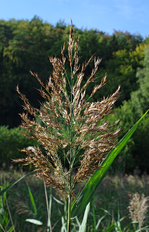 trsť obyčajná Phragmites australis (Cav.) Trin.