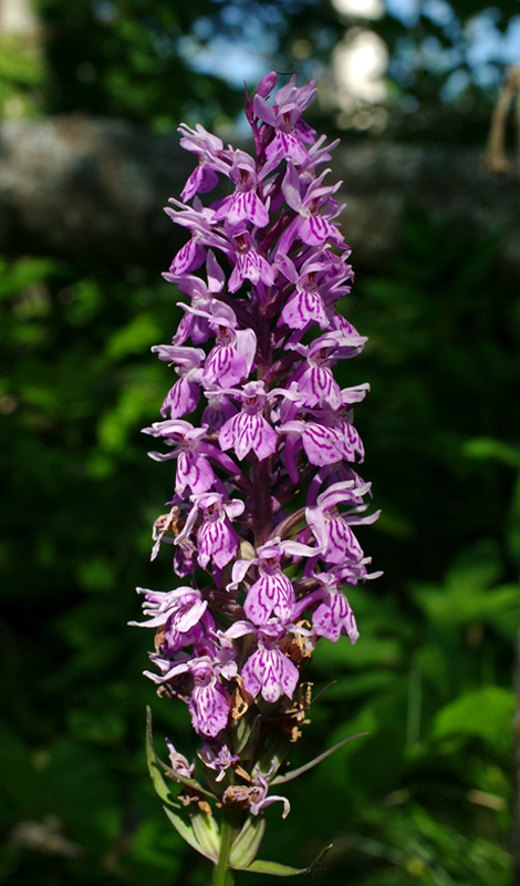 vstavačovec fuchsov pravý Dactylorhiza fuchsii subsp. fuchsii (Druce) Soó