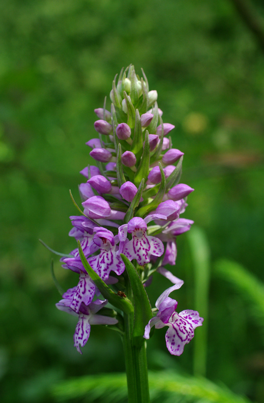 vstavačovec fuchsov pravý Dactylorhiza fuchsii subsp. fuchsii (Druce) Soó