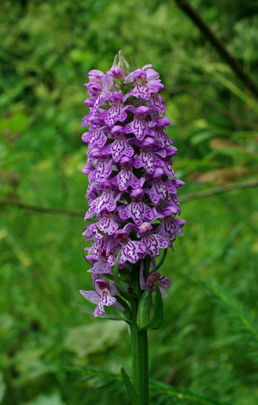 vstavačovec fuchsov pravý Dactylorhiza fuchsii subsp. fuchsii (Druce) Soó