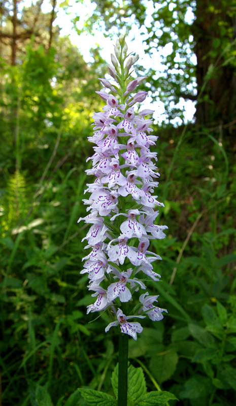 vstavačovec fuchsov pravý Dactylorhiza fuchsii subsp. fuchsii (Druce) Soó