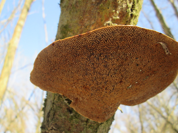 sieťkovček červenkastý Daedaleopsis confragosa (Bolton) J. Schröt.