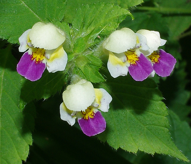 konopnica úhľadná Galeopsis speciosa Mill.