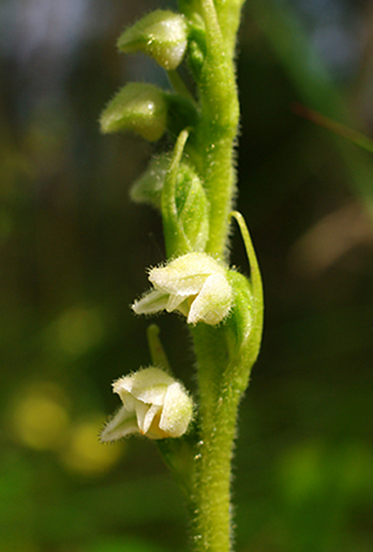 smrečinovec plazivý Goodyera repens (L.) R. Br.