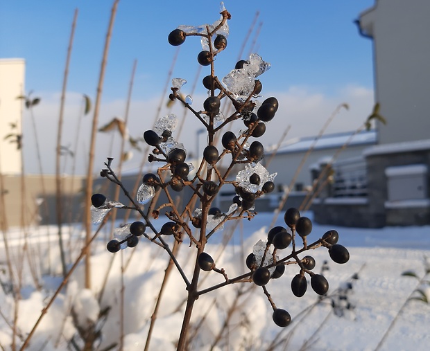 zob vtáčí Ligustrum vulgare L.