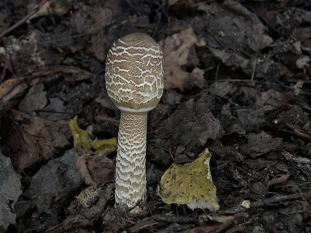 bedľa vysoká Macrolepiota procera (Scop.) Singer