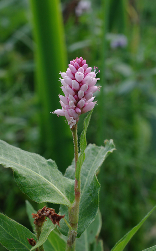 horčiak obojživelný Persicaria amphibia (L.) Delarbre