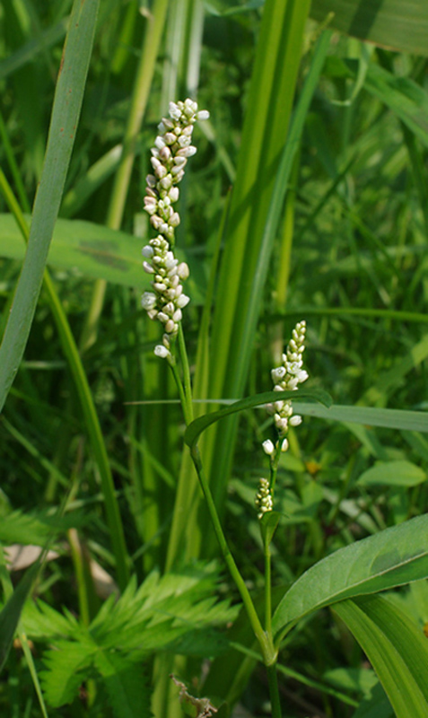 horčiak štiavolistý Persicaria lapathifolia (L.) Gray