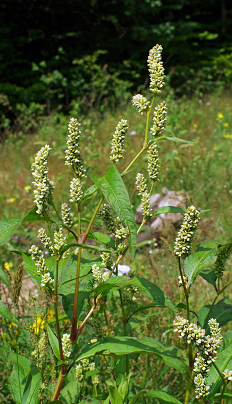 horčiak štiavolistý Persicaria lapathifolia (L.) Gray