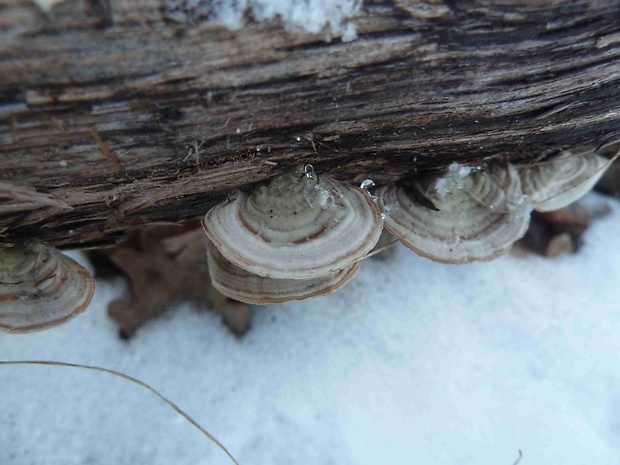 trúdnikovec pestrý Trametes versicolor (L.) Lloyd