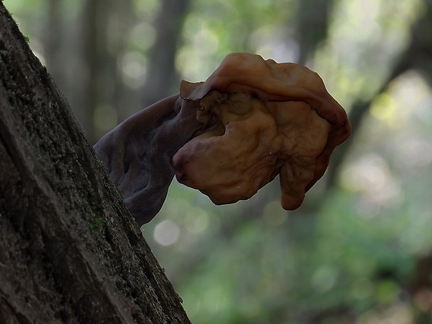 ušiak mitrovitý Gyromitra infula (Schaeff.) Quél.