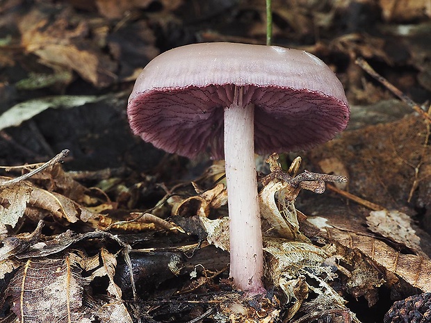 prilbička zúbkovaná Mycena pelianthina (Fr.) Quél.