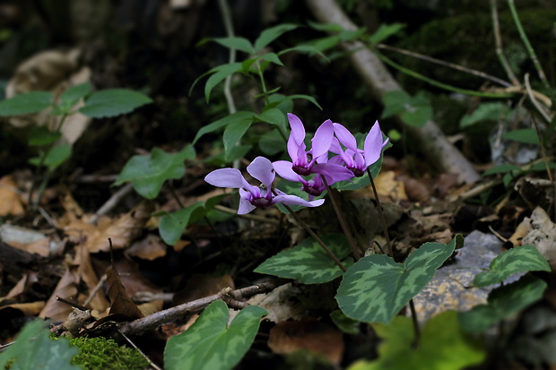 cyklámen purpurový Cyclamen purpurascens Mill.