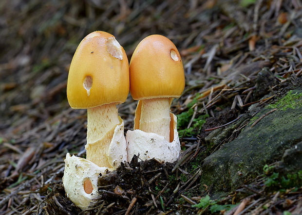 muchotrávka oranžová Amanita crocea (Quél.) Singer