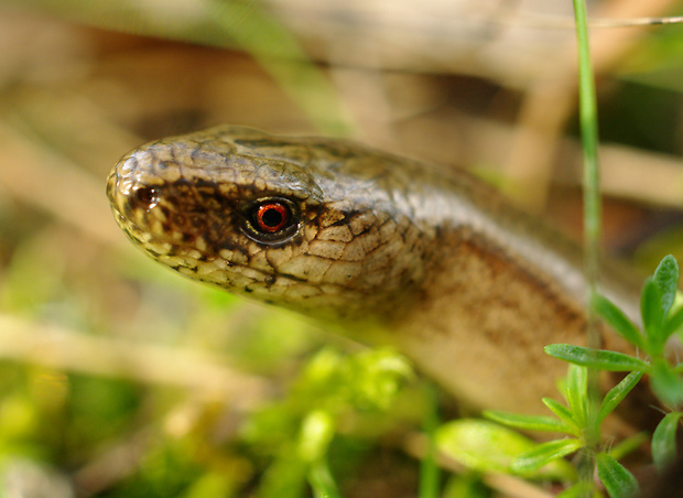 slepúch lámavý Anguis fragilis