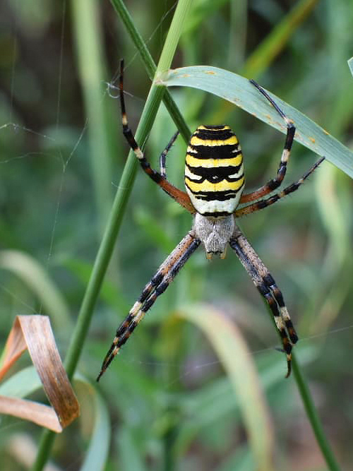 križiak pásavý Argiope bruennichi