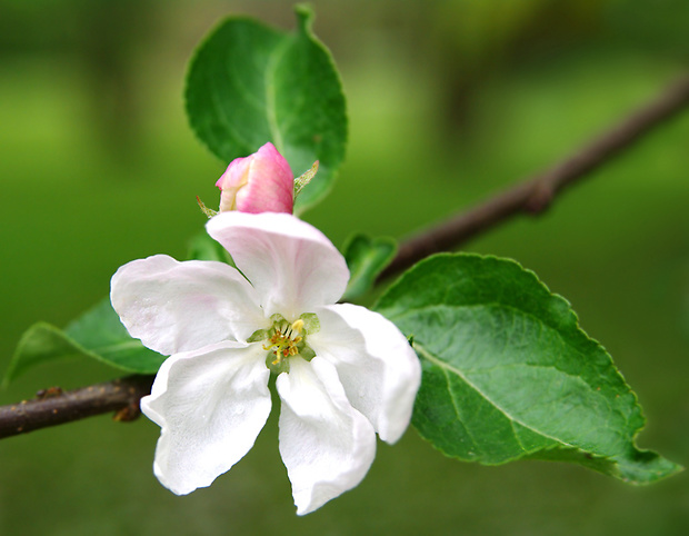 jabloň domáca Malus domestica Borkh.