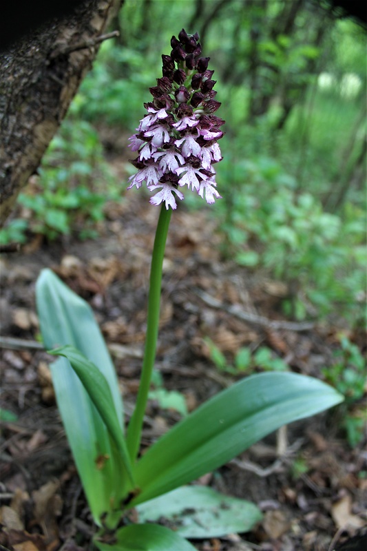 vstavač purpurový Orchis purpurea Huds.