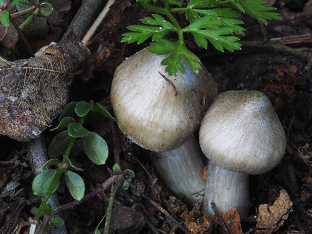 hodvábnica jarná Entoloma clypeatum (L.) P. Kumm.