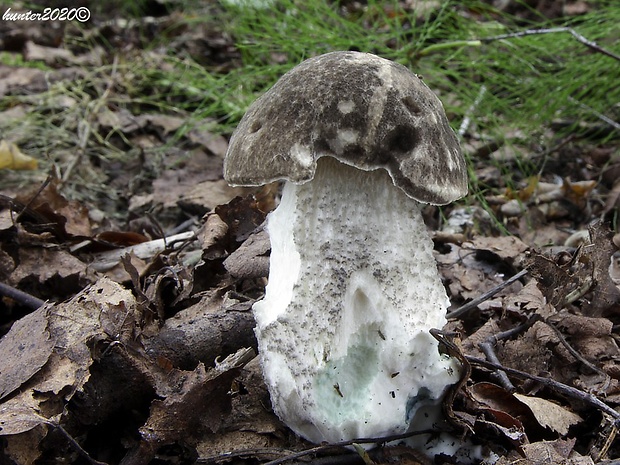 kozák rozličnofarebný Leccinum variicolor Watling