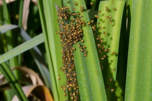 križiak obyčajný Araneus diadematus