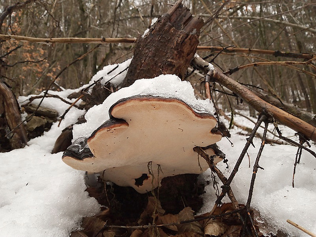 práchnovček pásikavý Fomitopsis pinicola (Sw.) P. Karst.